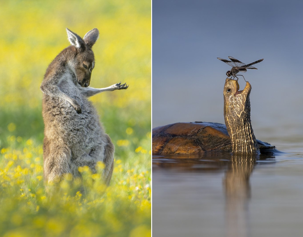a composite image of animals being silly
